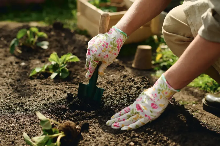 Vrtlarenje za početnike i koji vrtni alati su vam zaista potrebni?