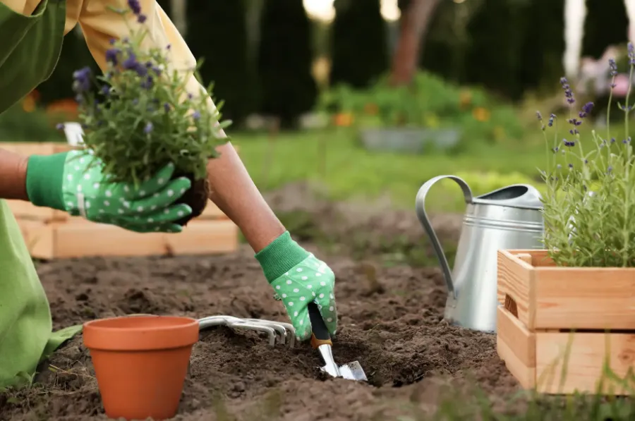 Vrtlarenje za početnike i koji vrtni alati su vam zaista potrebni?